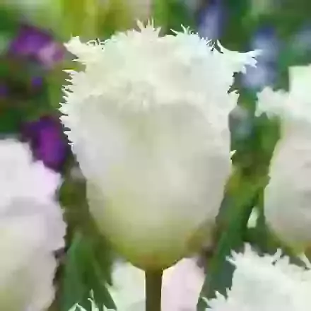 Fringed Tulips